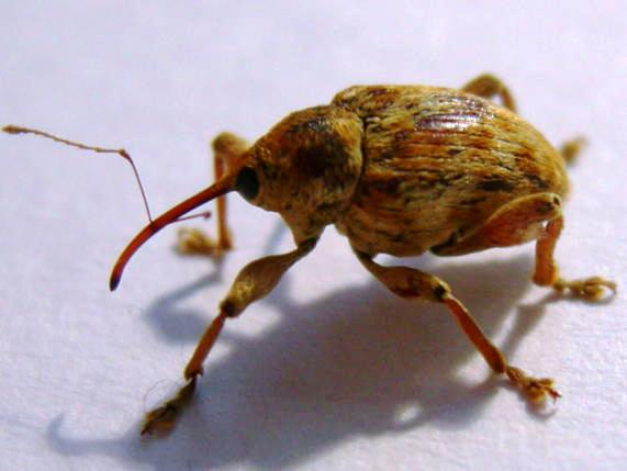 Curculio pellitus del Vicentino